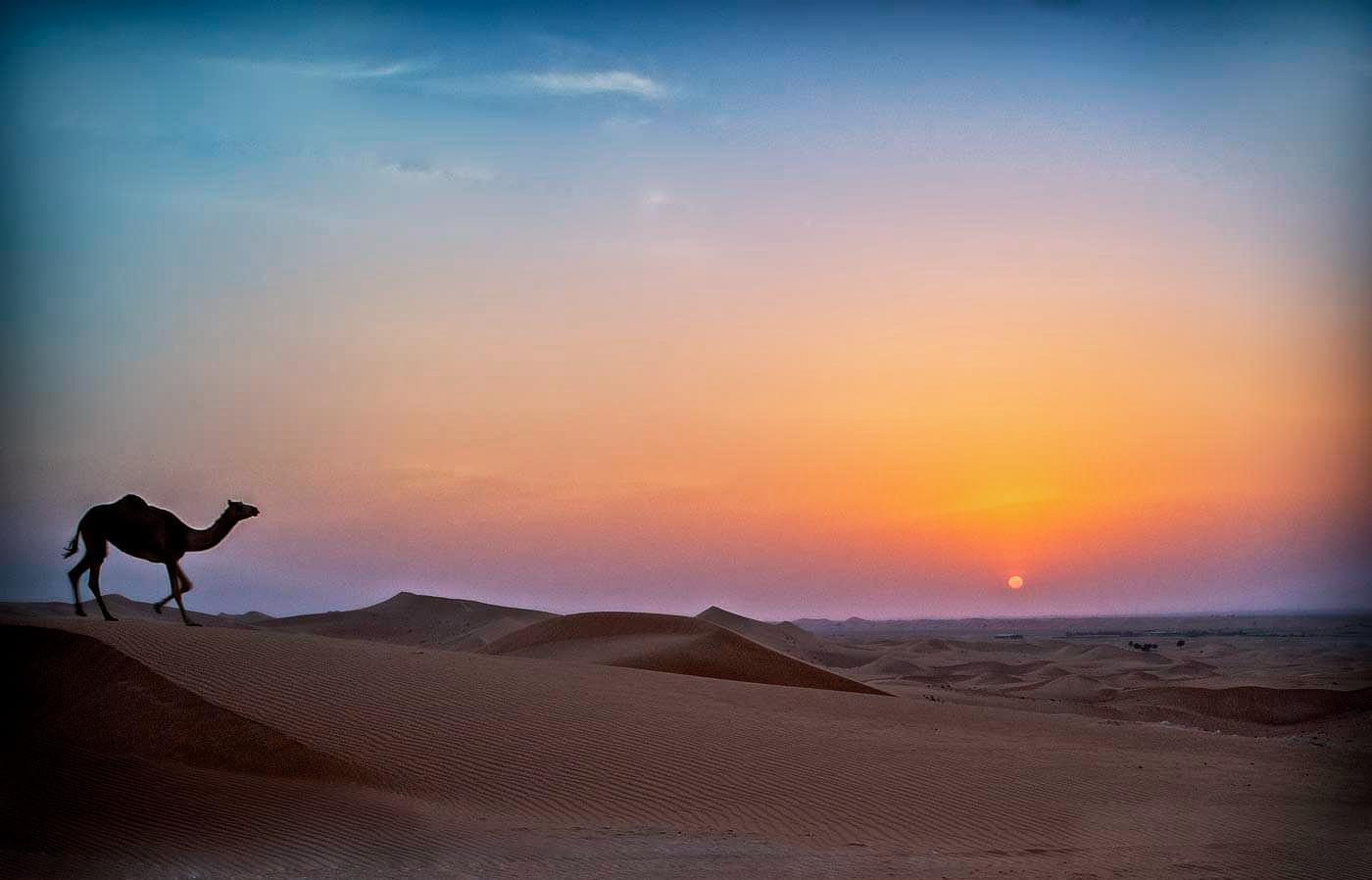 Camel in the desert.